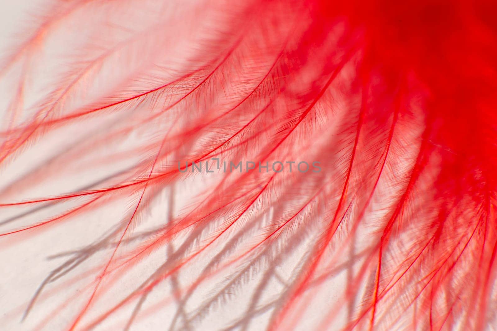 Fluff of red bird feather close up on white background.