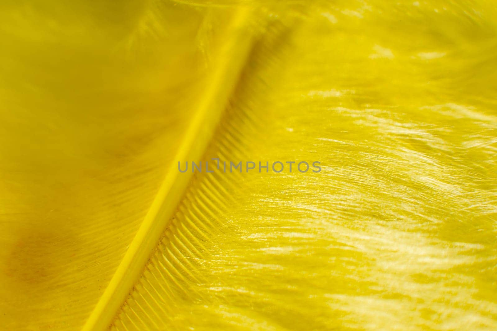 Fluff of yellow feather bird close up.