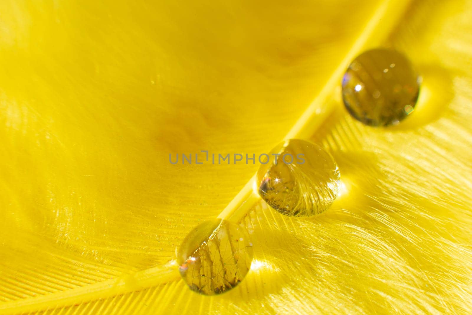 Beautiful background of water drops on a yellow fluffy background. Macro photography