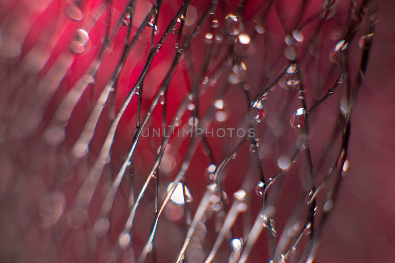 on a black mesh water drops on a blurred red background. Abstract background. Selective focus