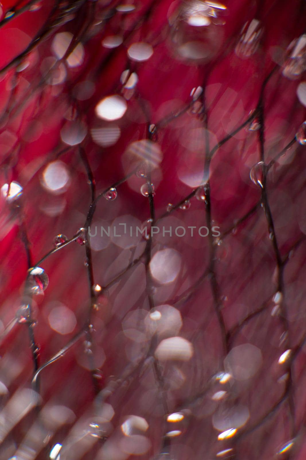 drop glare from water on a black mesh on a blurred red background. Abstract background.Close up. Defocused