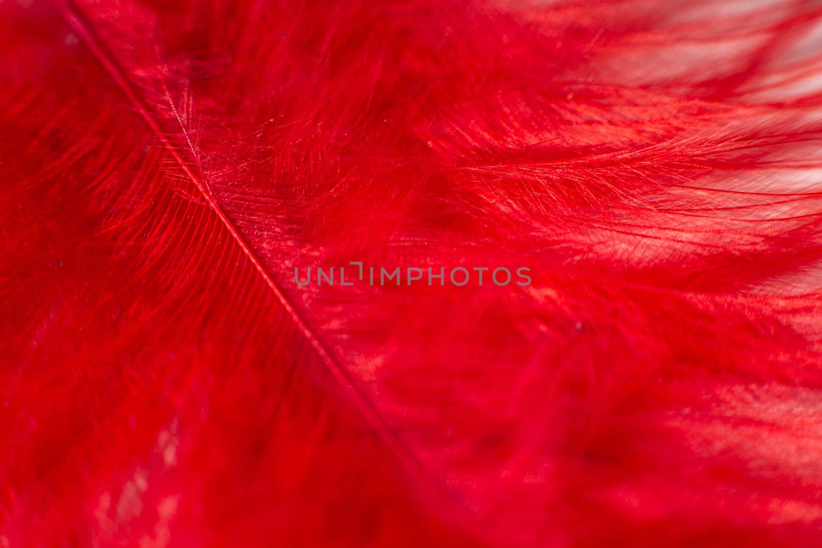 Fluff of red gentle feather bird close up. Natural textured. Macro