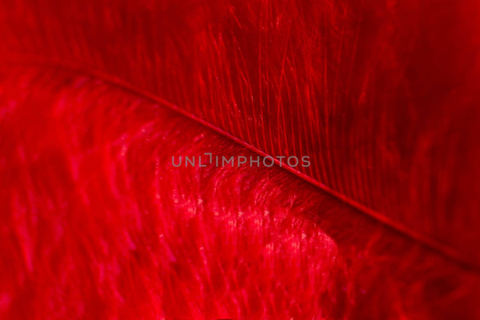 Fluff of red feather bird close up. Natural textured