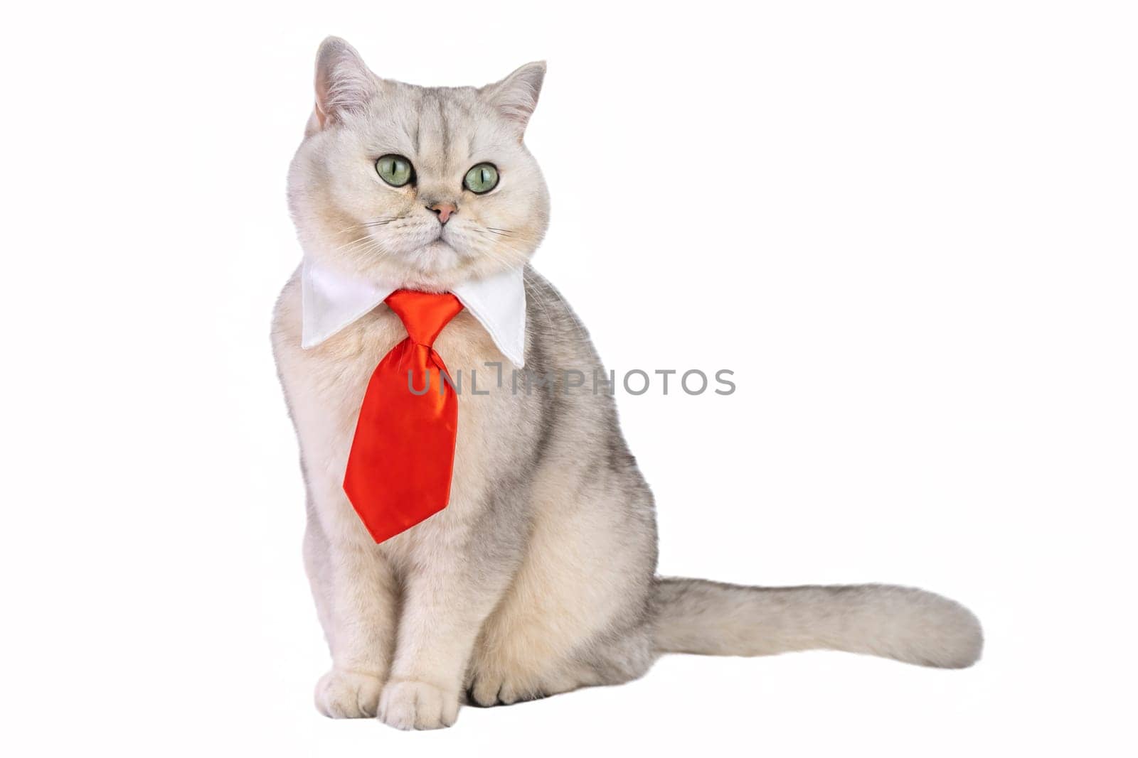 British shorthair cat in red tie sitting against white background, looking away