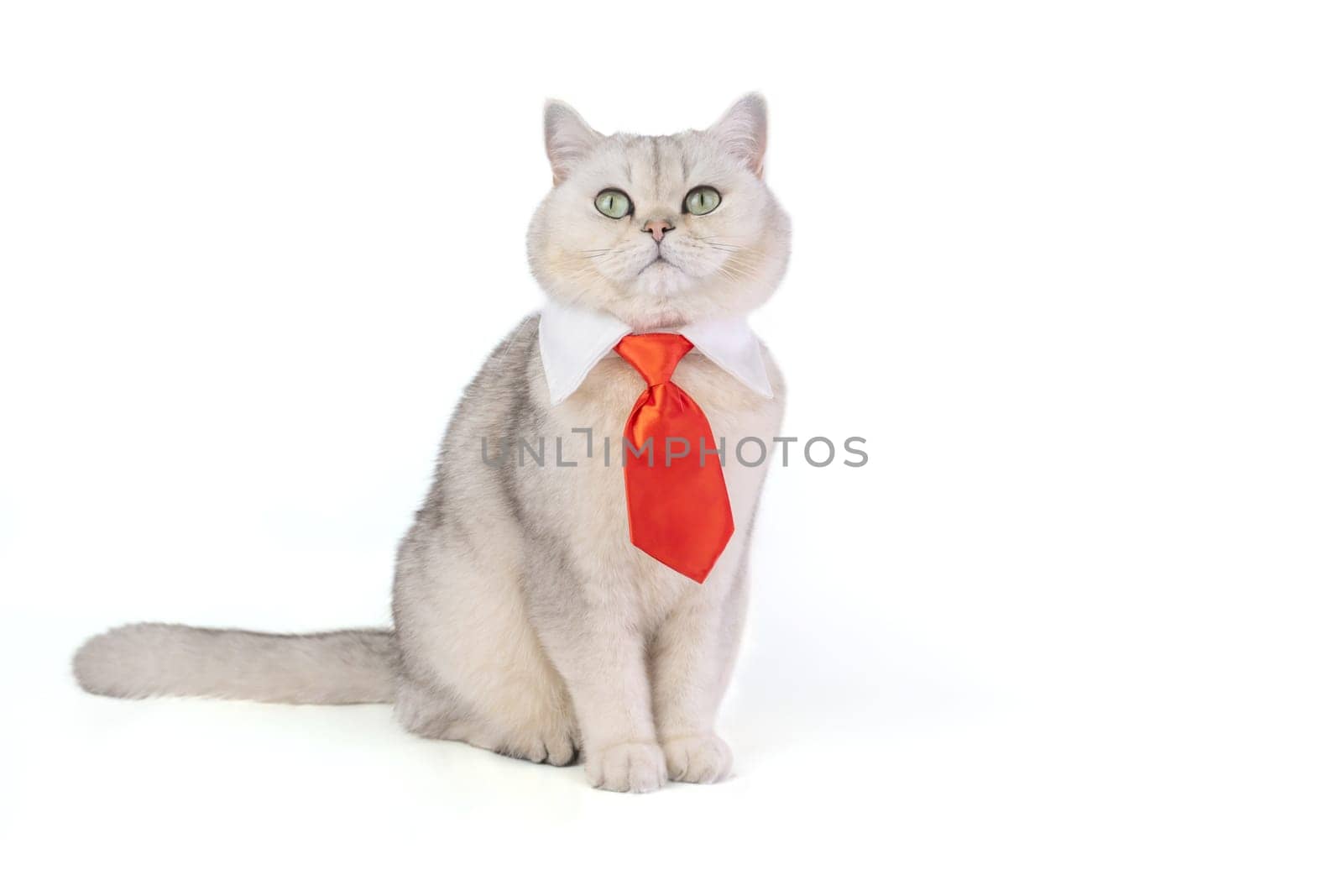 Elegant cat with red tie looking up against white background.