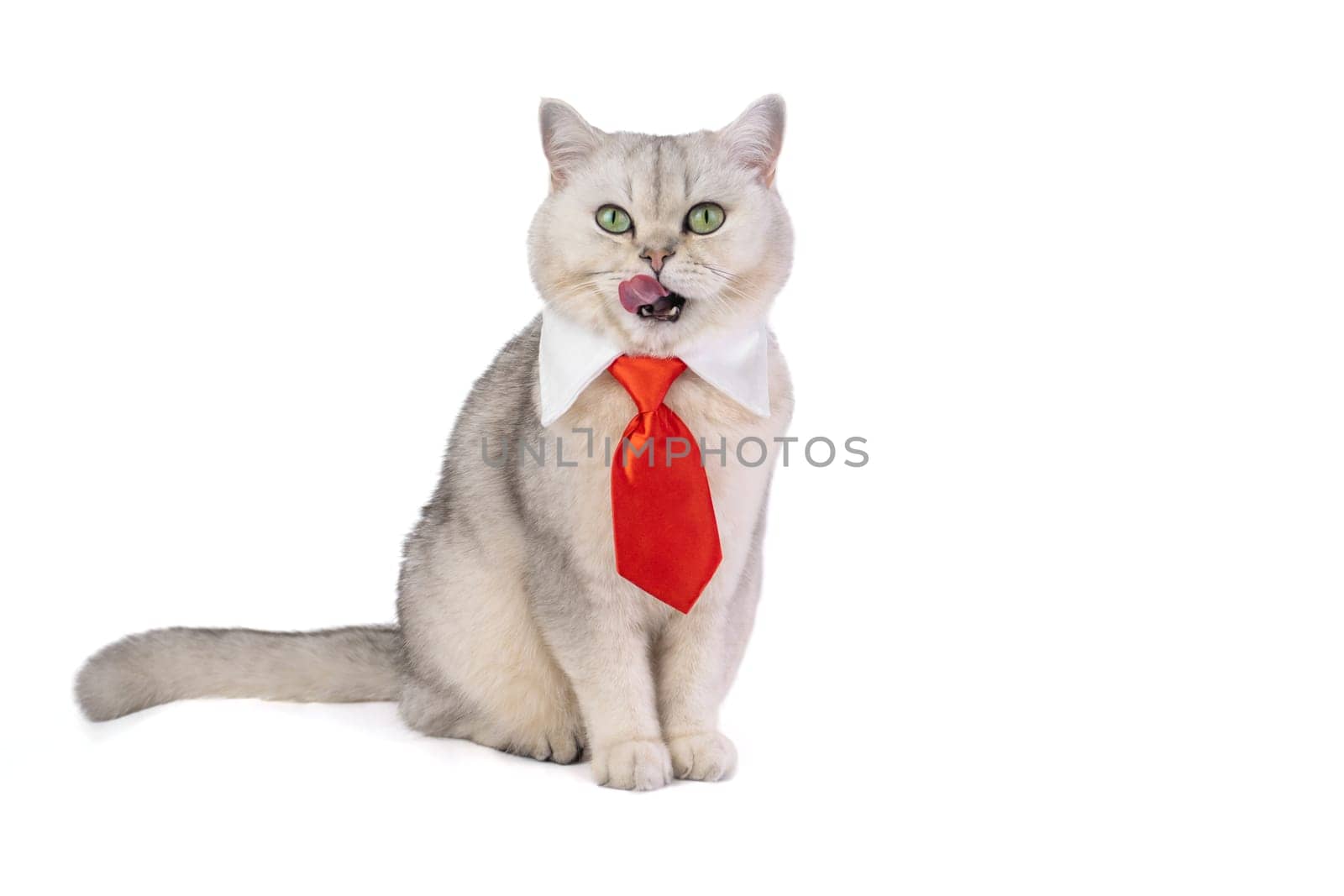 Adorable cat wearing red tie licking its lips.