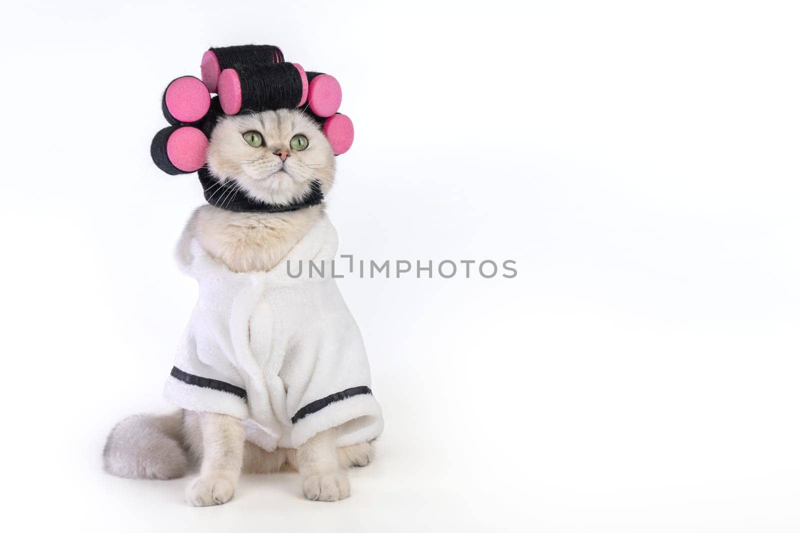 Cute cat in bathrobe with pink hair curlers on white background, looking away