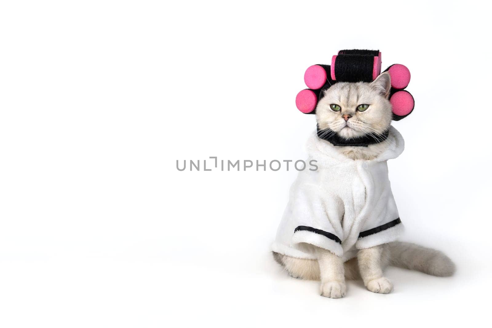 Charming cat in white bathrobe with pink curlers rollers on white background. Copy space
