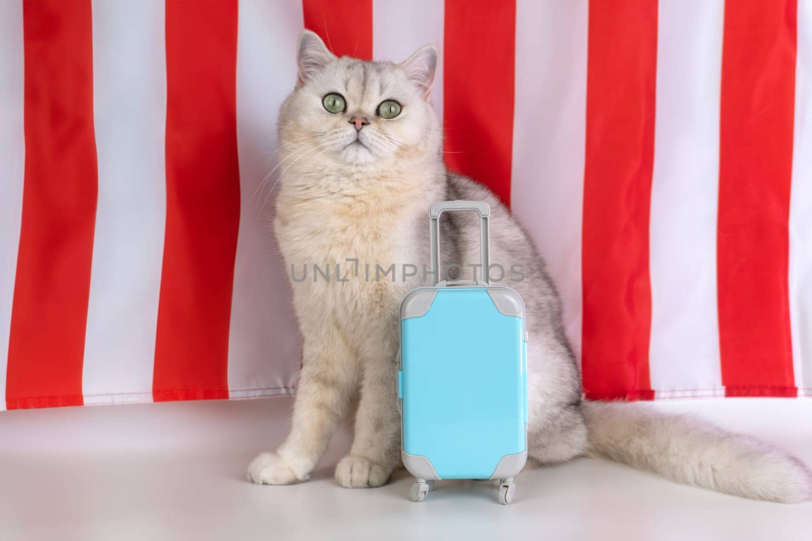 Gray cat with blue suitcase in front of red and white stripes.