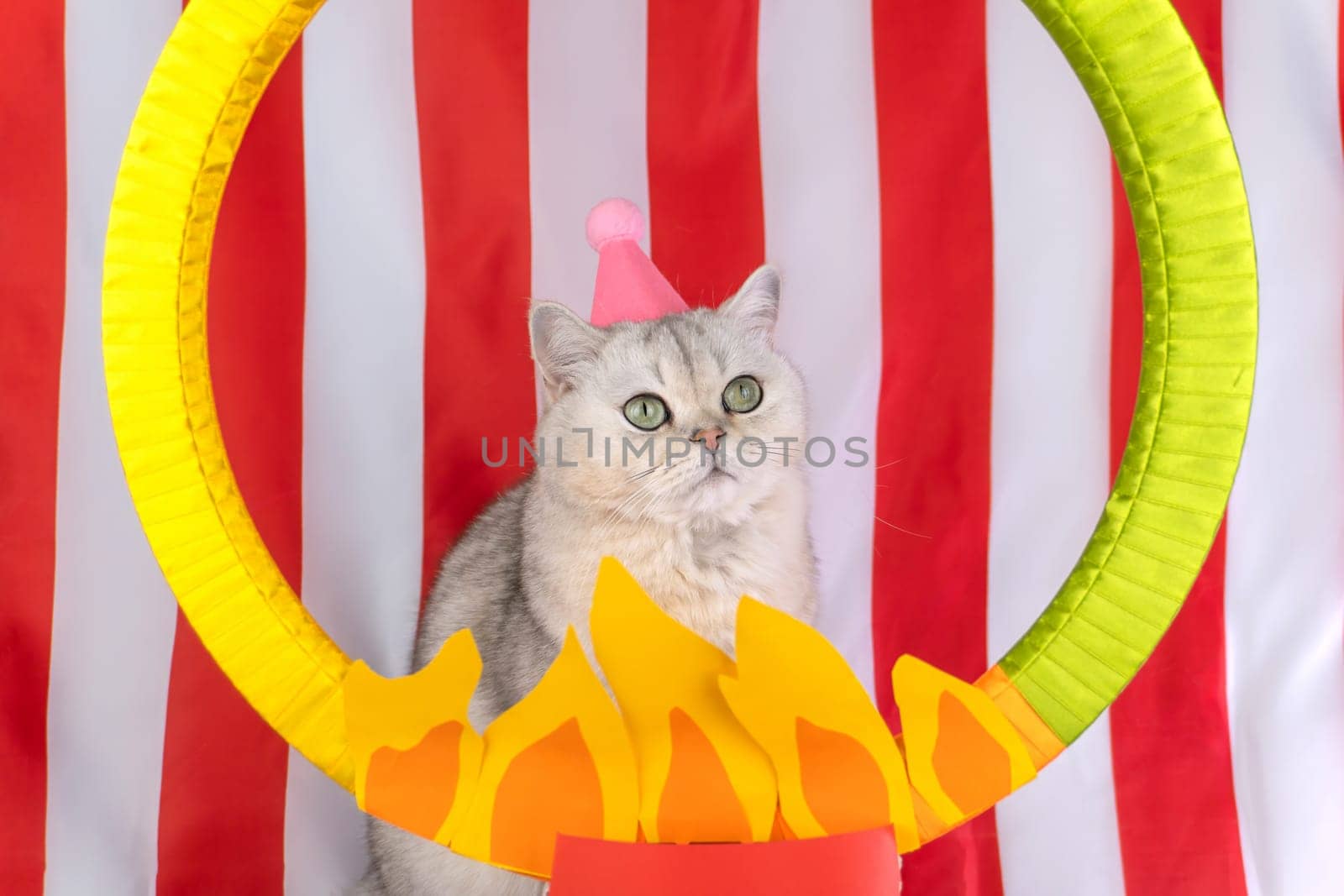 Cute gray cat with pink hat posing in front of circus-themed fire hoop.