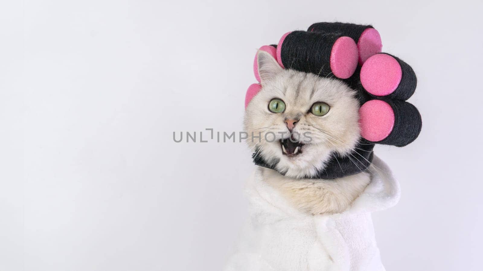 A white cat in curlers and a bathrobe looked surprised, opening its mouth.