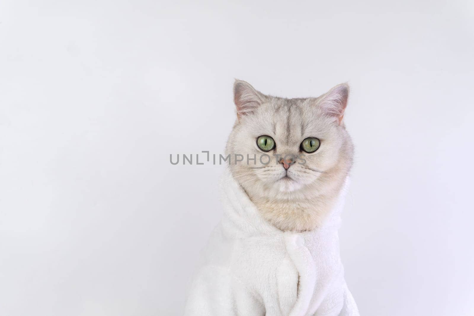 Adorable british shorthair cat in cozy white robe against white background.