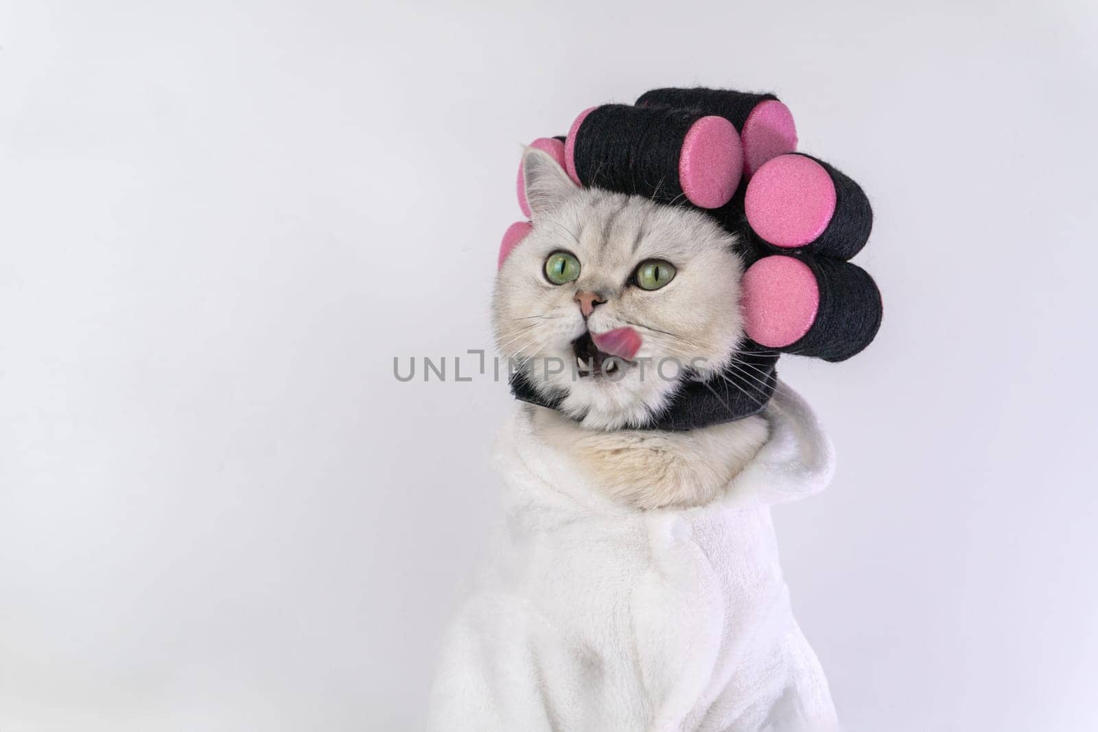 Playful cat dressed in white bathrobe with pink hair rollers licking lips against white background.