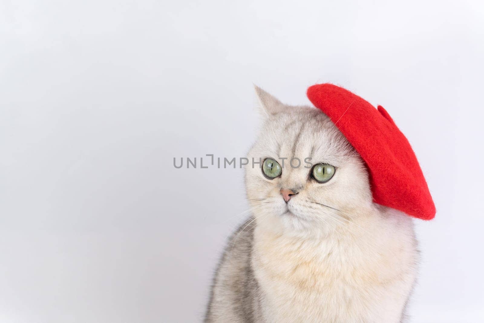Adorable cat wearing red beret against white background, looking away artist