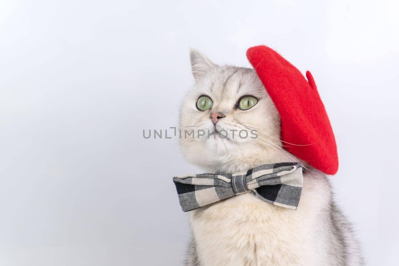 Cute gray cat in red beret and plaid bow tie posing against white background, looking away artist