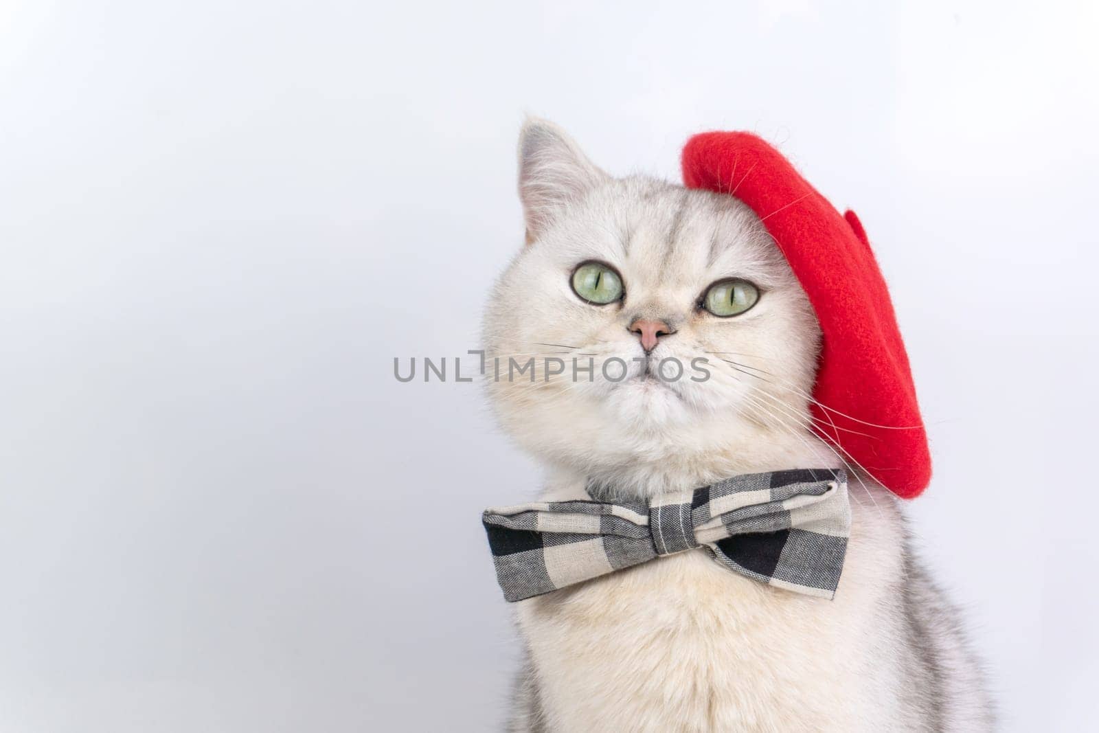Elegant grey cat wearing red beret and plaid bow tie against white background. Close up artist