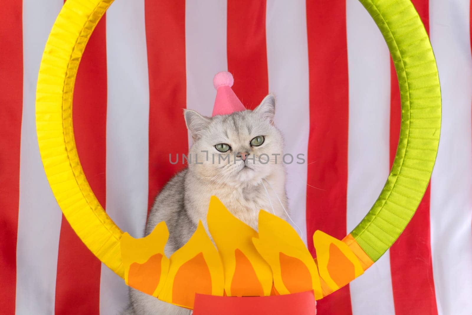 Cat wearing pink party hat poses in circus-themed setting with striped red and white background.