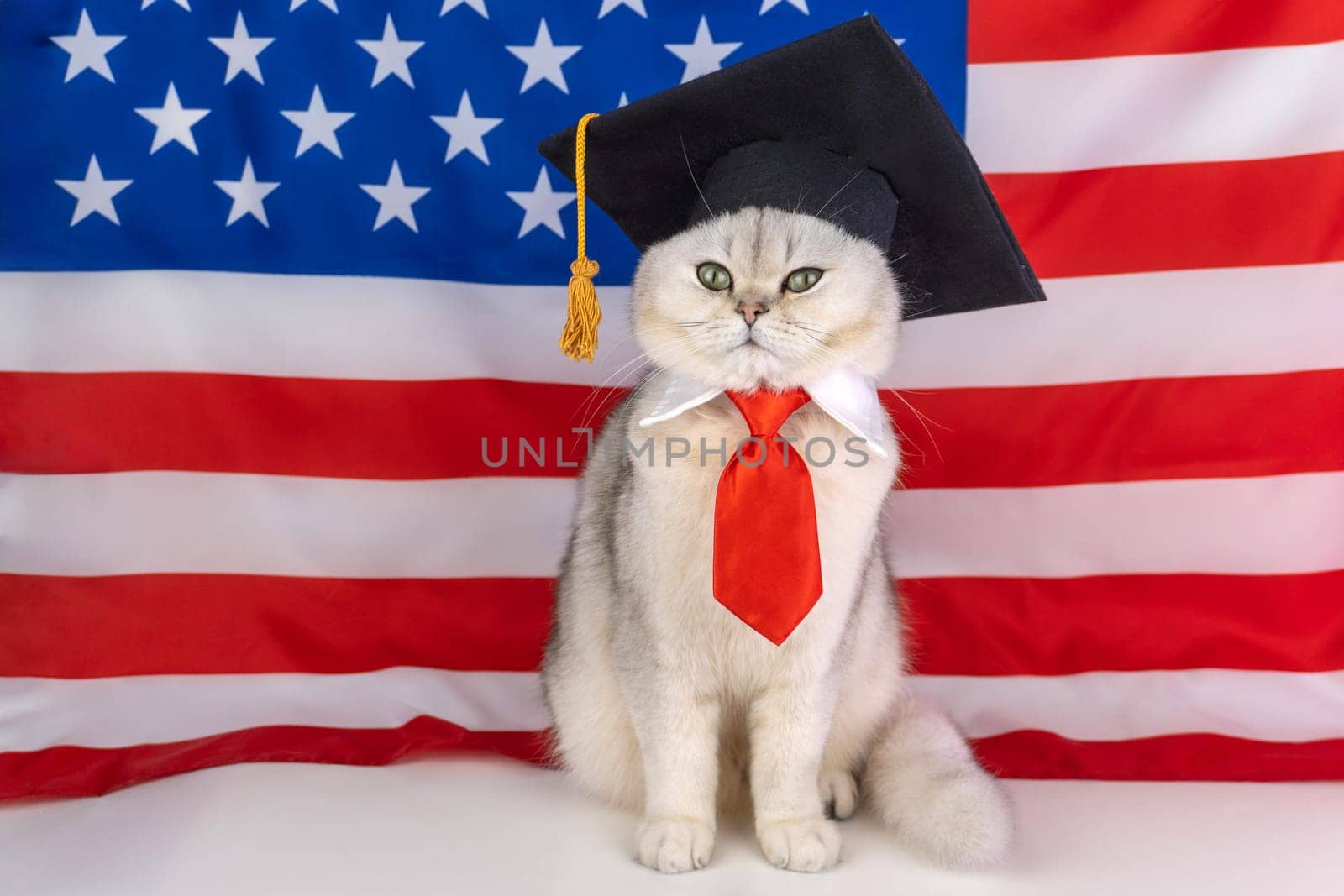 Cat in graduation cap with american flag background.