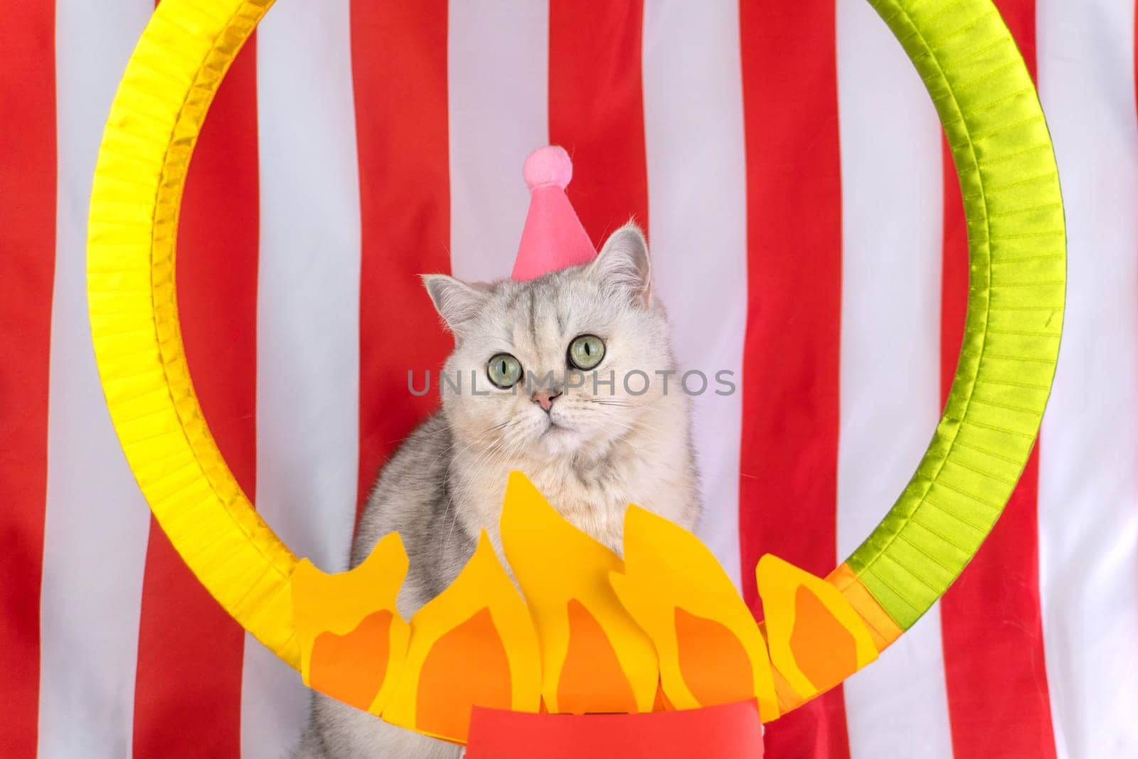 Adorable cat with party hat posing at circus-themed event.