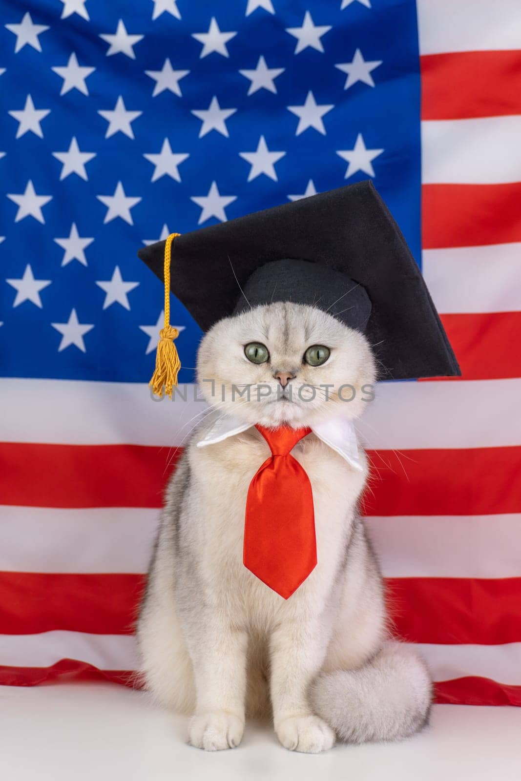 Cat with graduation cap and tie in front of american flag, look at camera.
