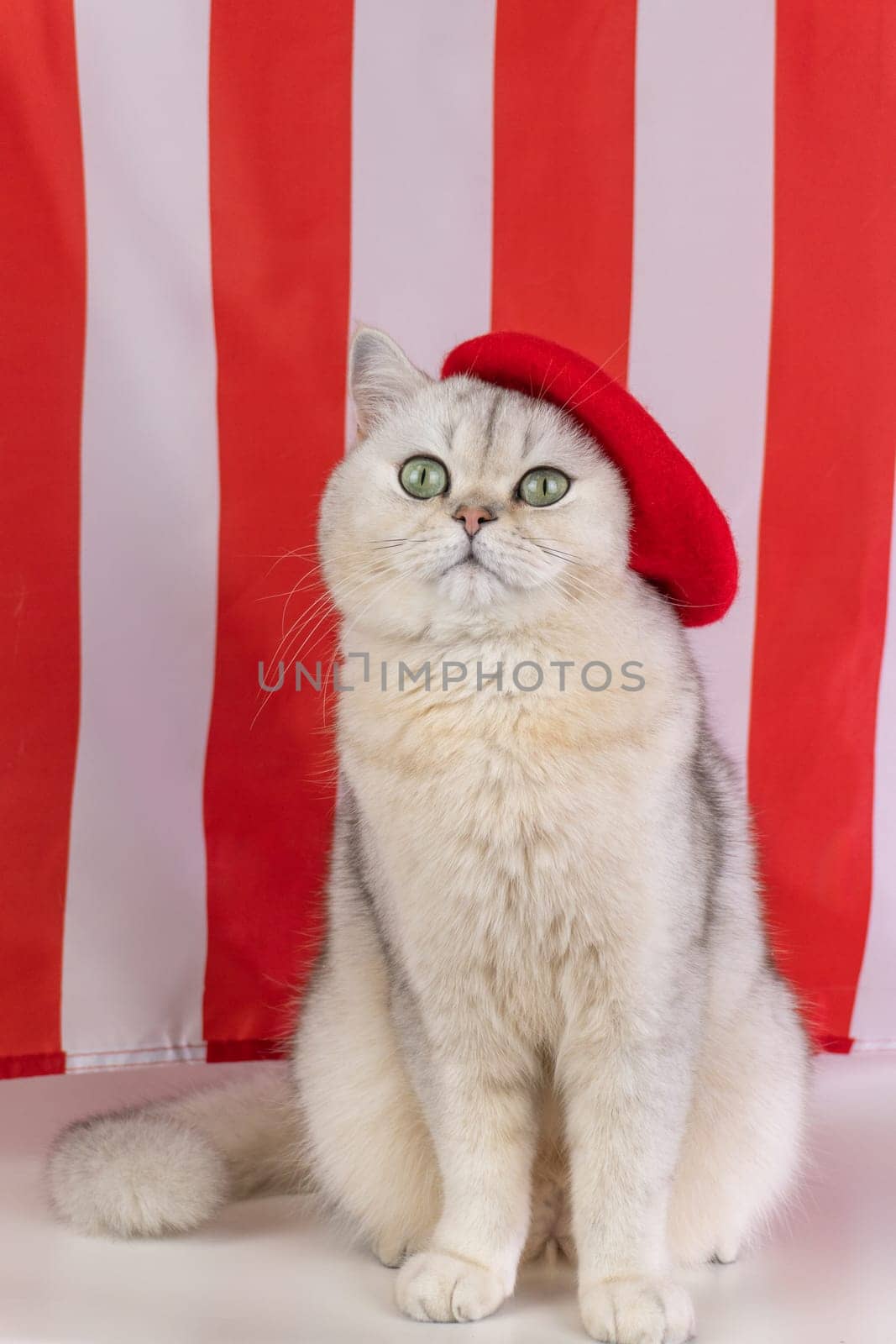 Elegant white cat wearing red beret against red and white striped background.