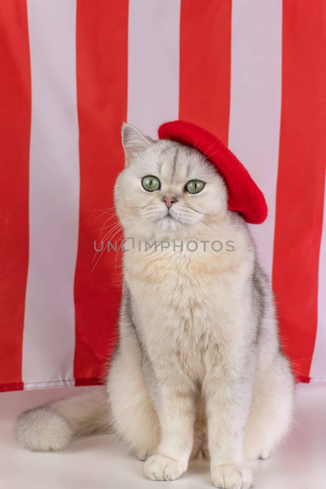 Elegant cat wearing red beret against red and white striped background.