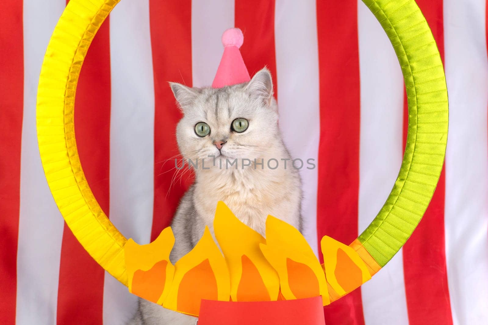 Cat in circus costume with fire ring and red striped background.