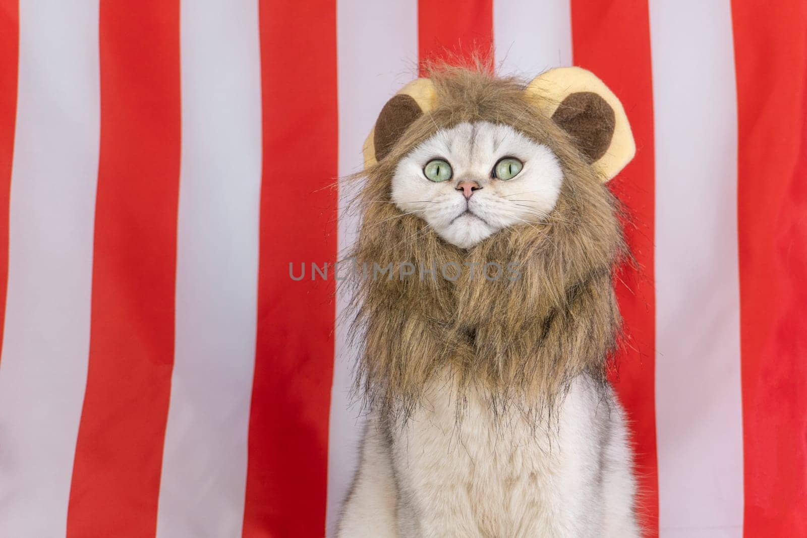 Cat wearing a lion mane against striped background, looking up