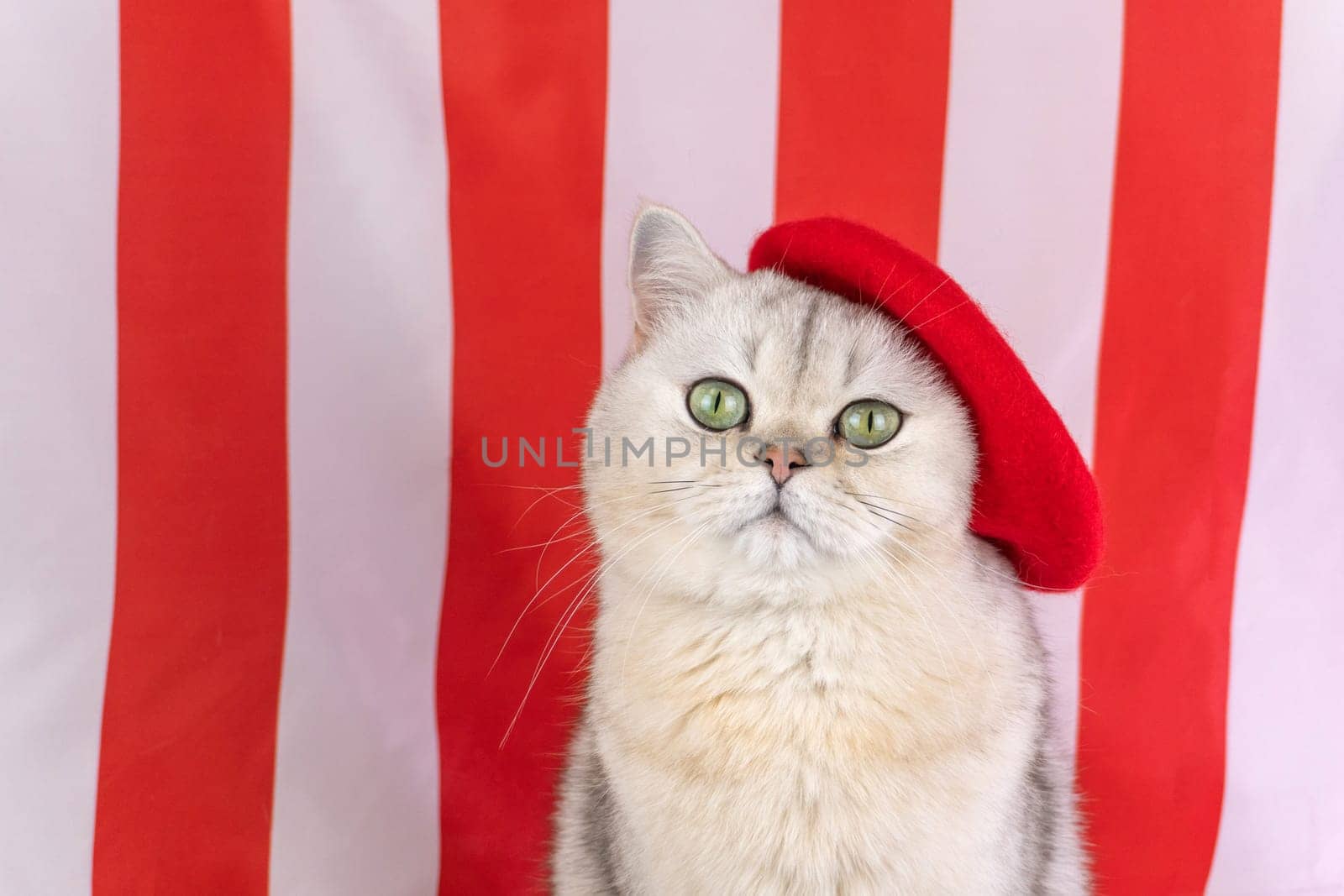 Adorable cat in red beret against red and white striped backdrop.