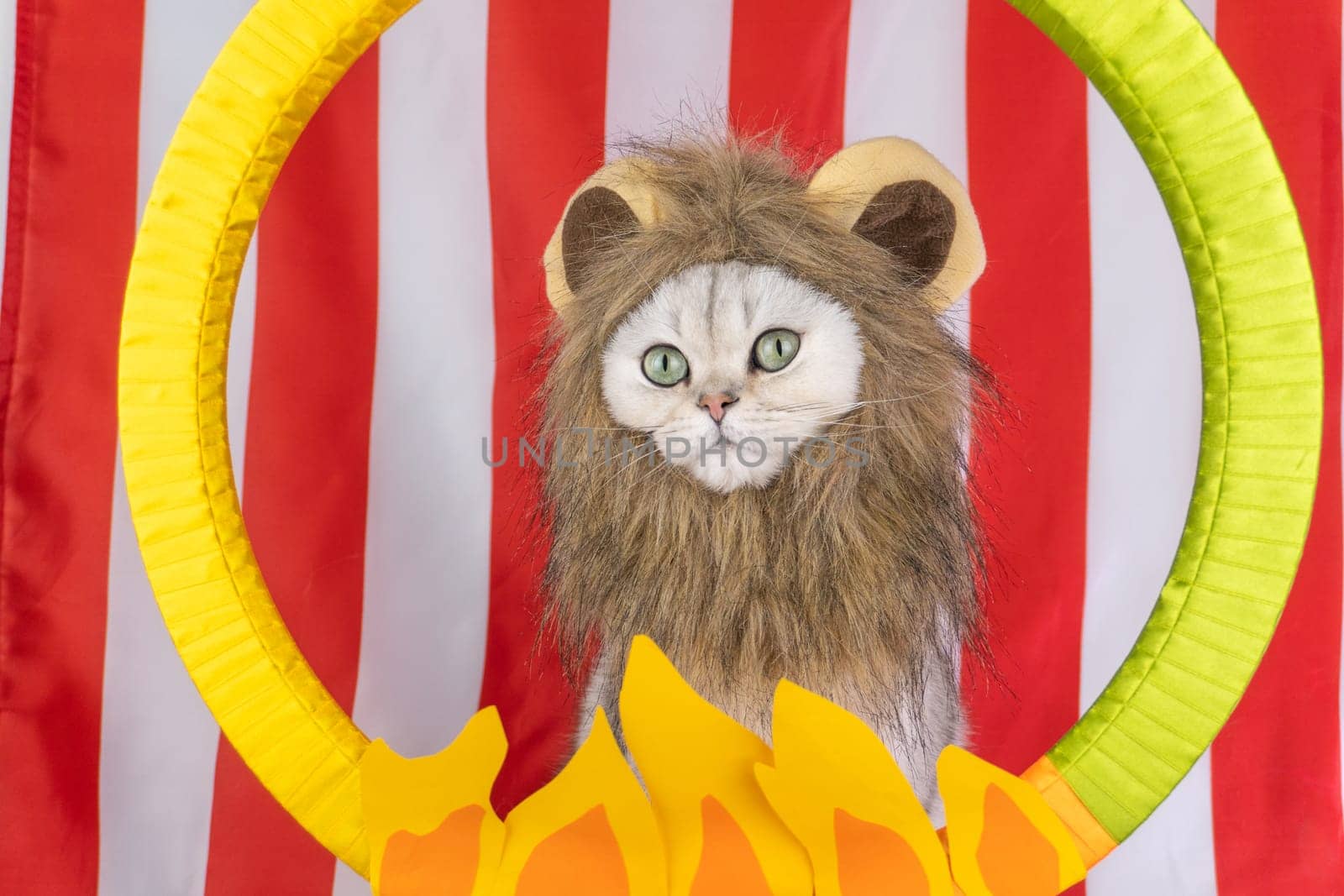 Cat in lion costume with circus-themed background.