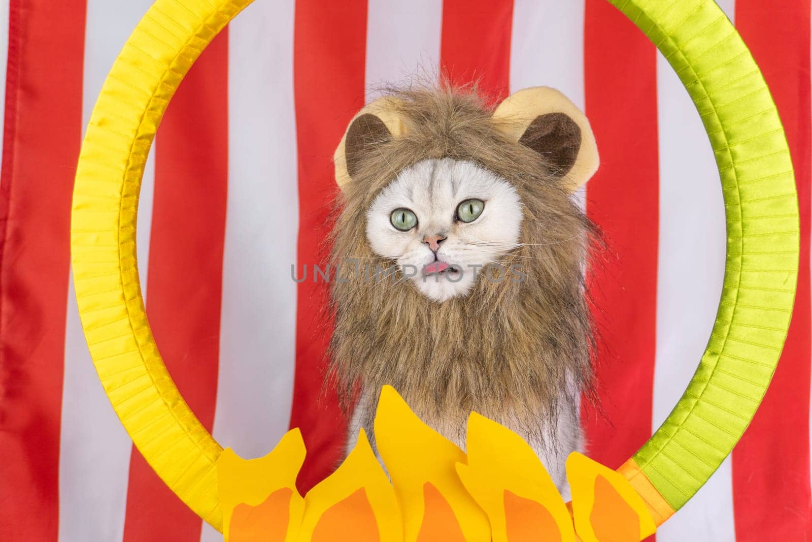 Cat in lion costume with fire hoop against red and white striped background.