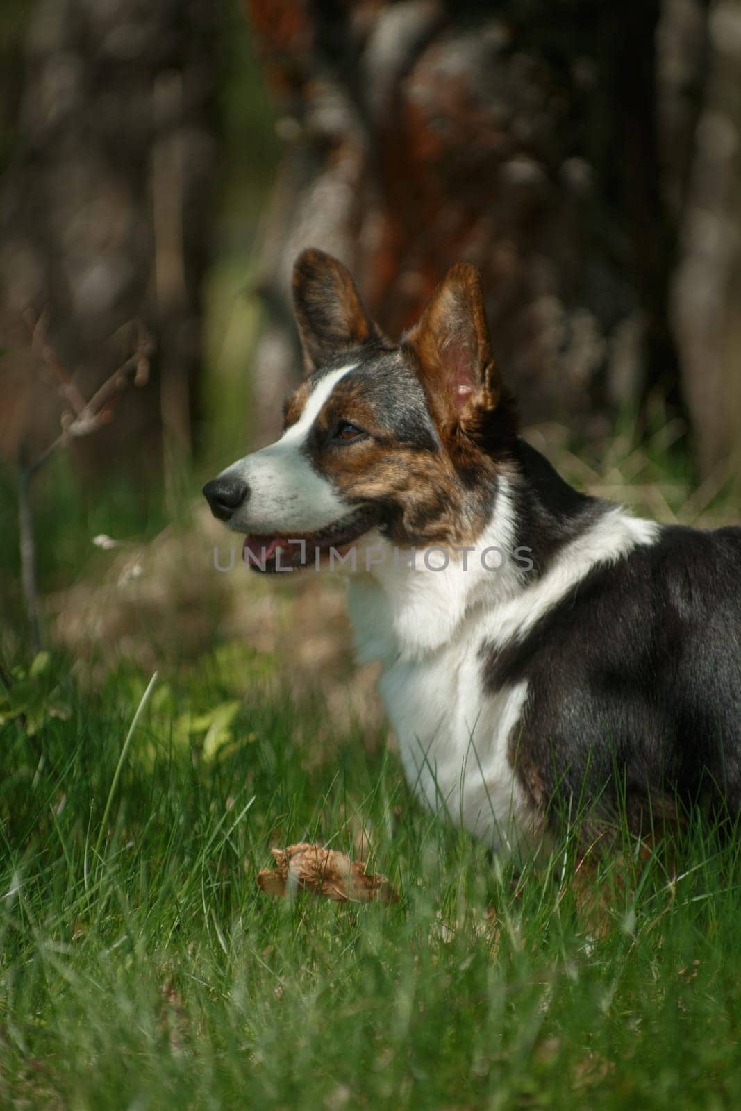Portrait of a dog of the breed Welsh Corgi Cardigan on the nature on the grass