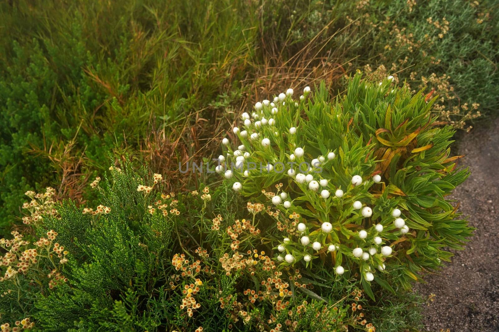 Local flora - grass and small bushes, most of it endemic to Madagascar growing in Andringitra National Park as seen during trek to peak Boby