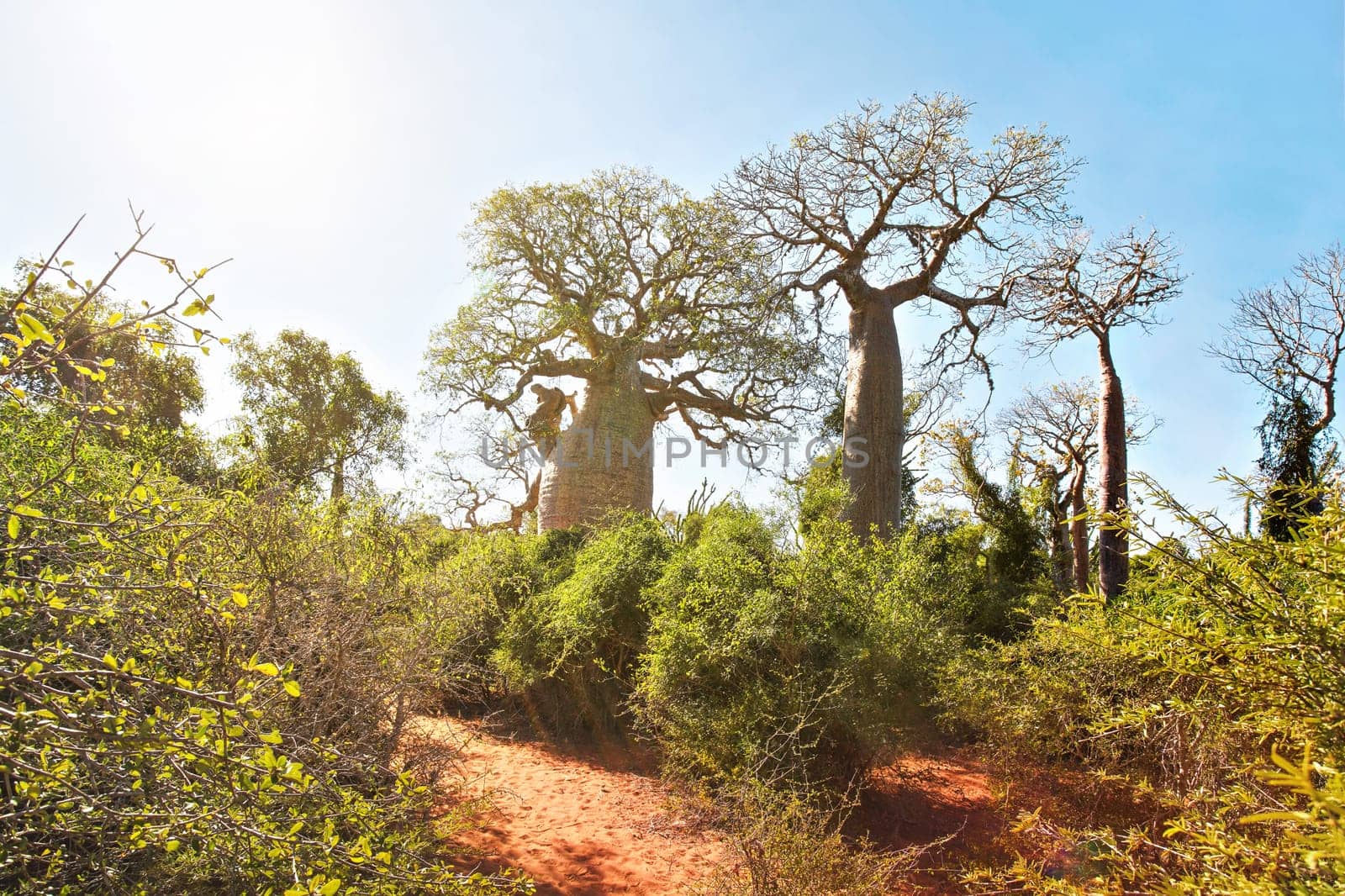 Forest with small baobab and octopus trees, bushes and grass growing on red dusty ground, strong sun backlight