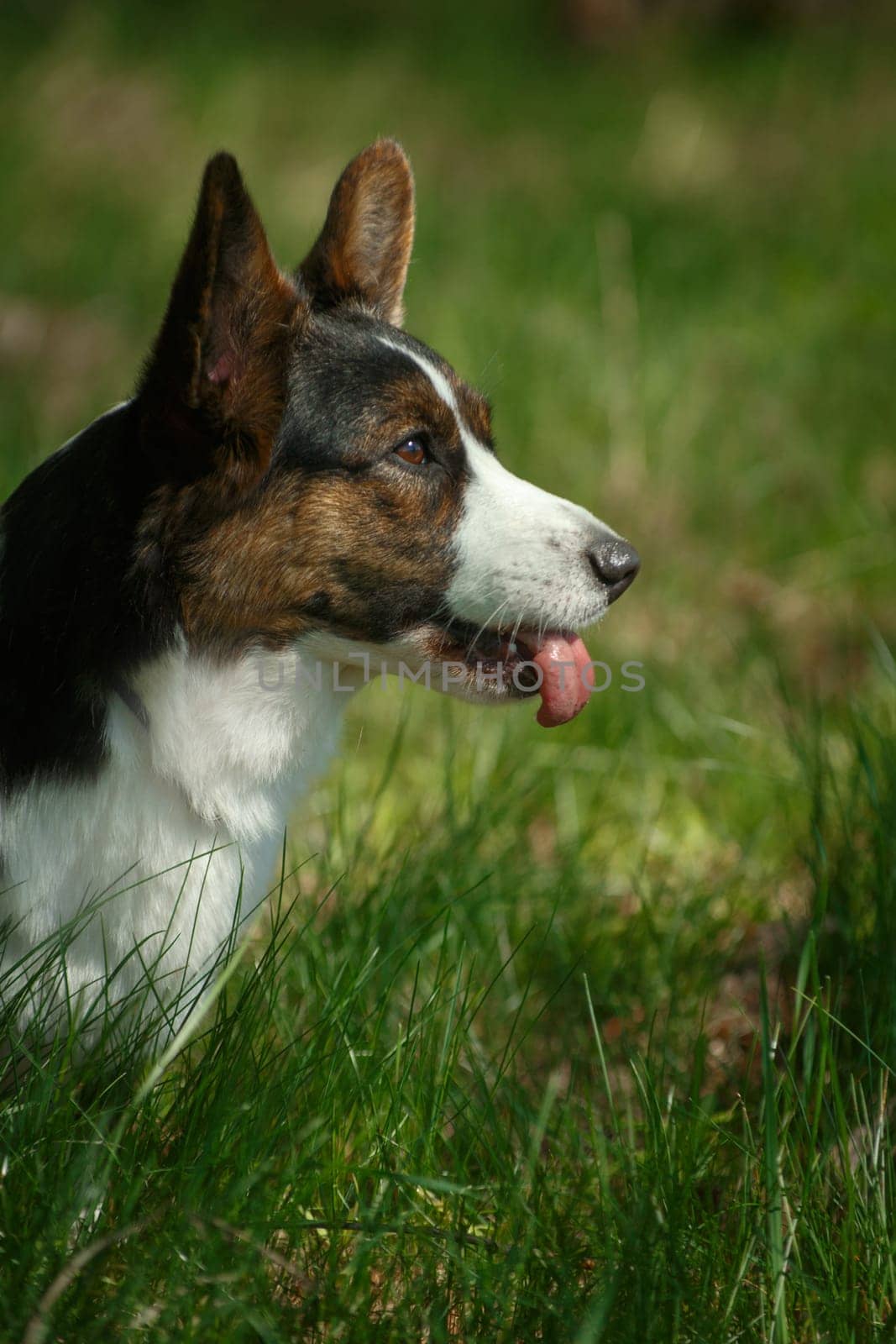 Welsh Corgi dog breed cardigan sits on the grass and shows tongue