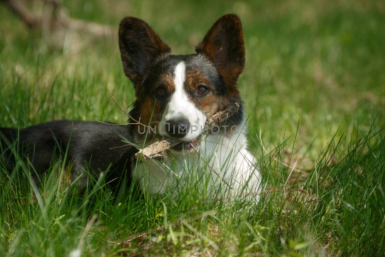 Welsh Corgi dog breed cardigan lies on the grass and holds a stick in his teeth