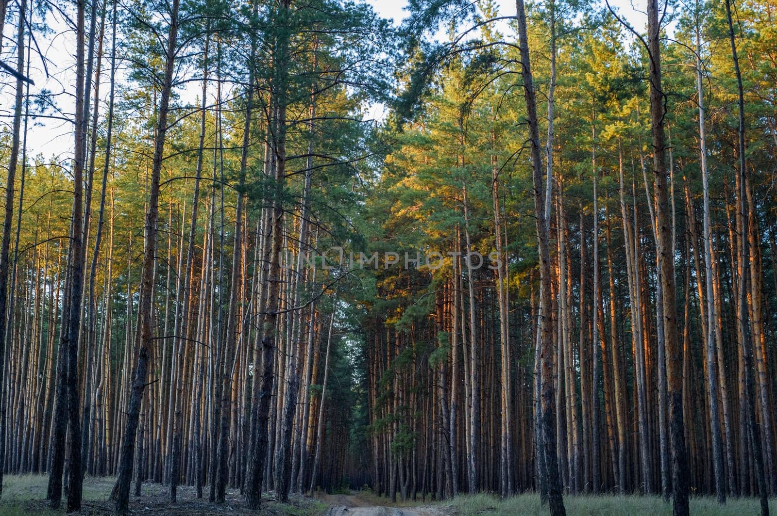 Sunlight filters through towering pines, casting a warm glow on a peaceful forest pathway at dusk.