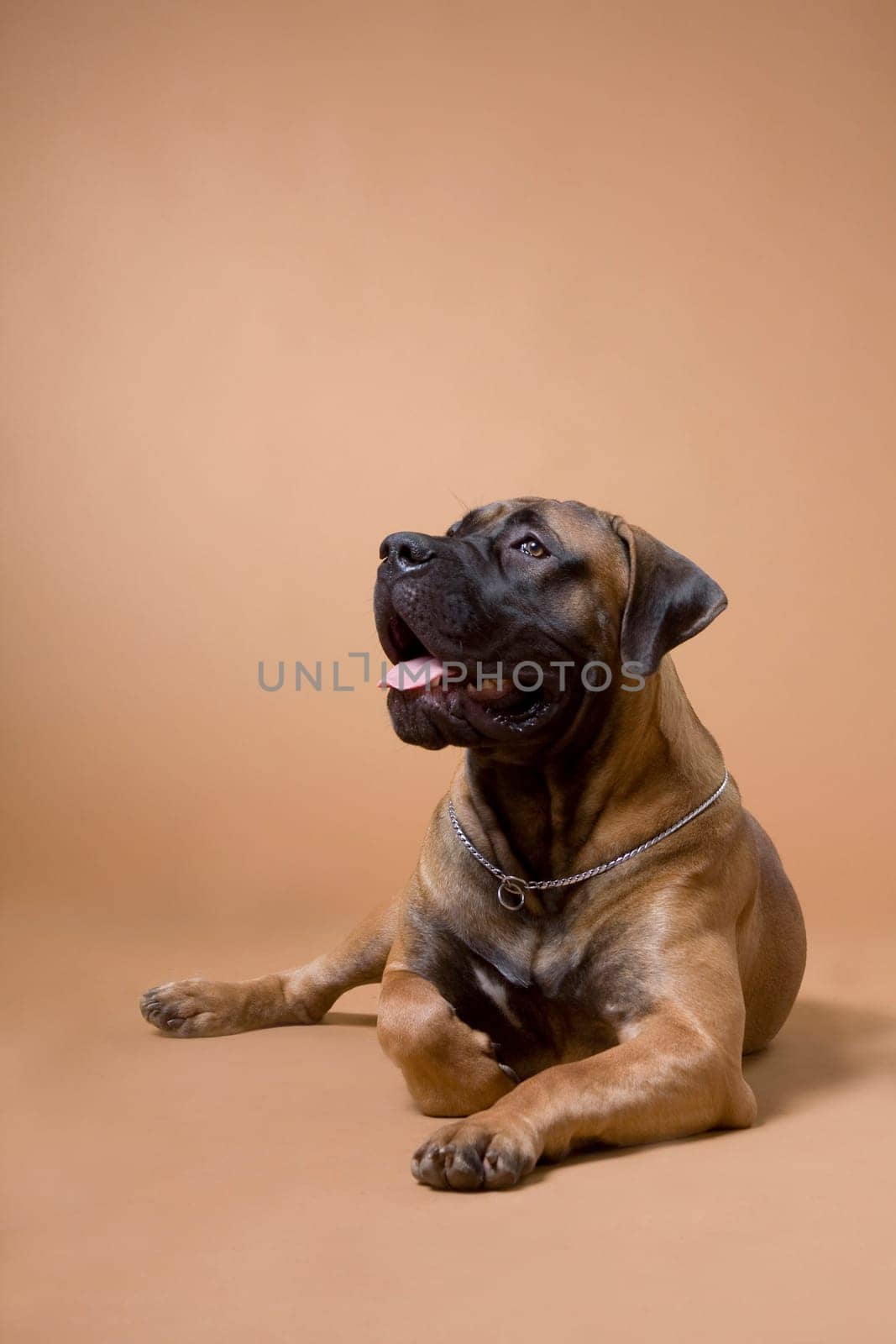 South African boerboel breed red dog lies on a red background in a photo studio