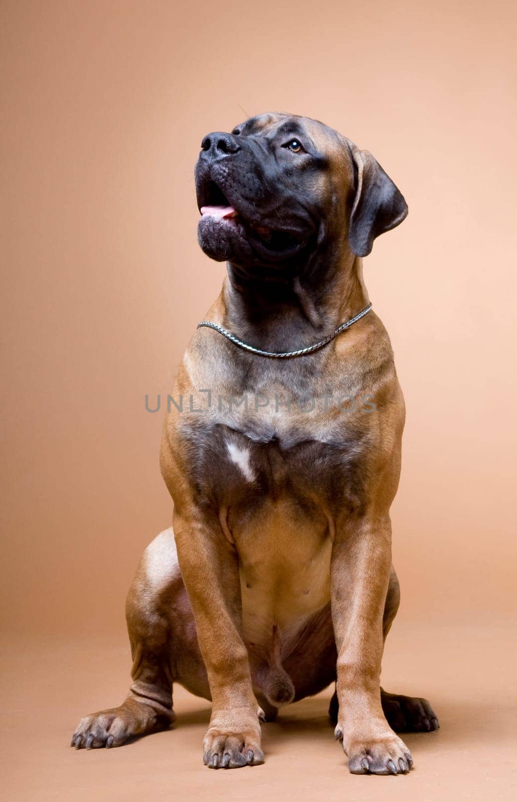 a large red dog of the breed South African boerboel is photographed in a photo studio on a red background