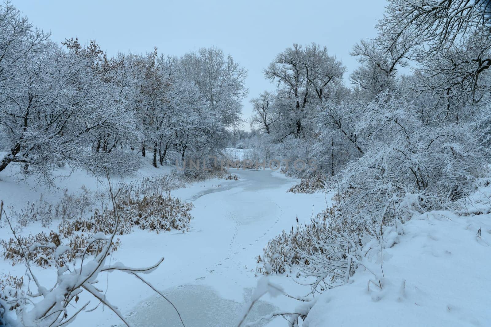 Gentle snowfall blankets the landscape, creating a serene and tranquil environment in winter's embrace.