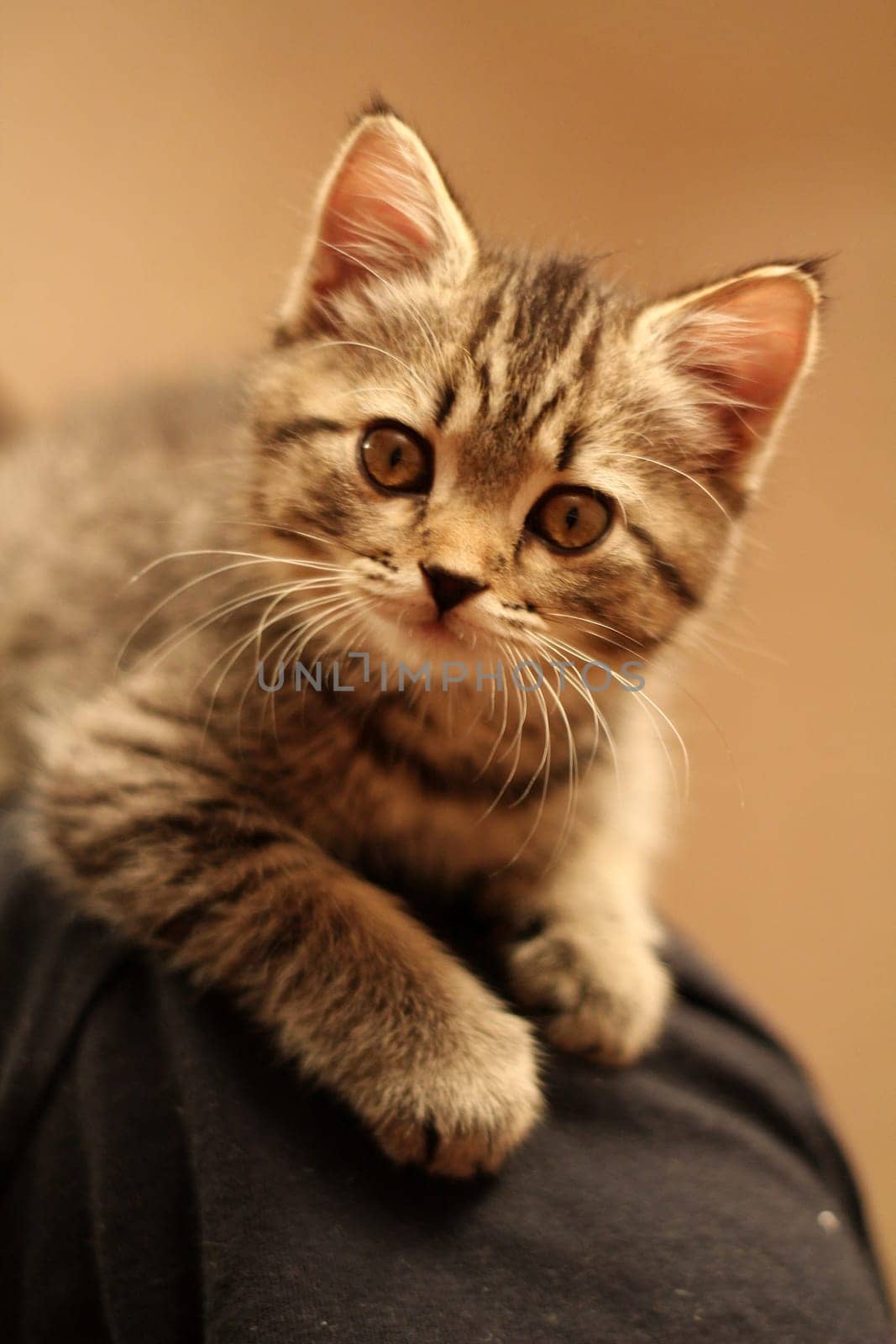Tri-colored cat lying in cozy living room at home, funny kitten enjoying rest at home, British cat resting in decorated room. Warm lighting, yellow shades