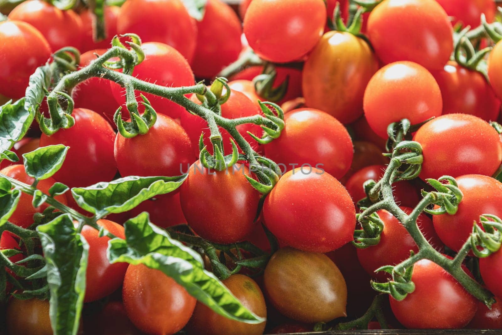 Ripe red cherry tomatoes on the vine, displaying vibrant color and freshness, ready for harvest