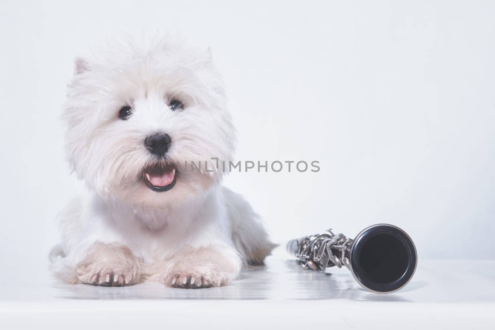 a small white dog of the West Highland White Terrier breed lies next to a clarinet musical instrument
