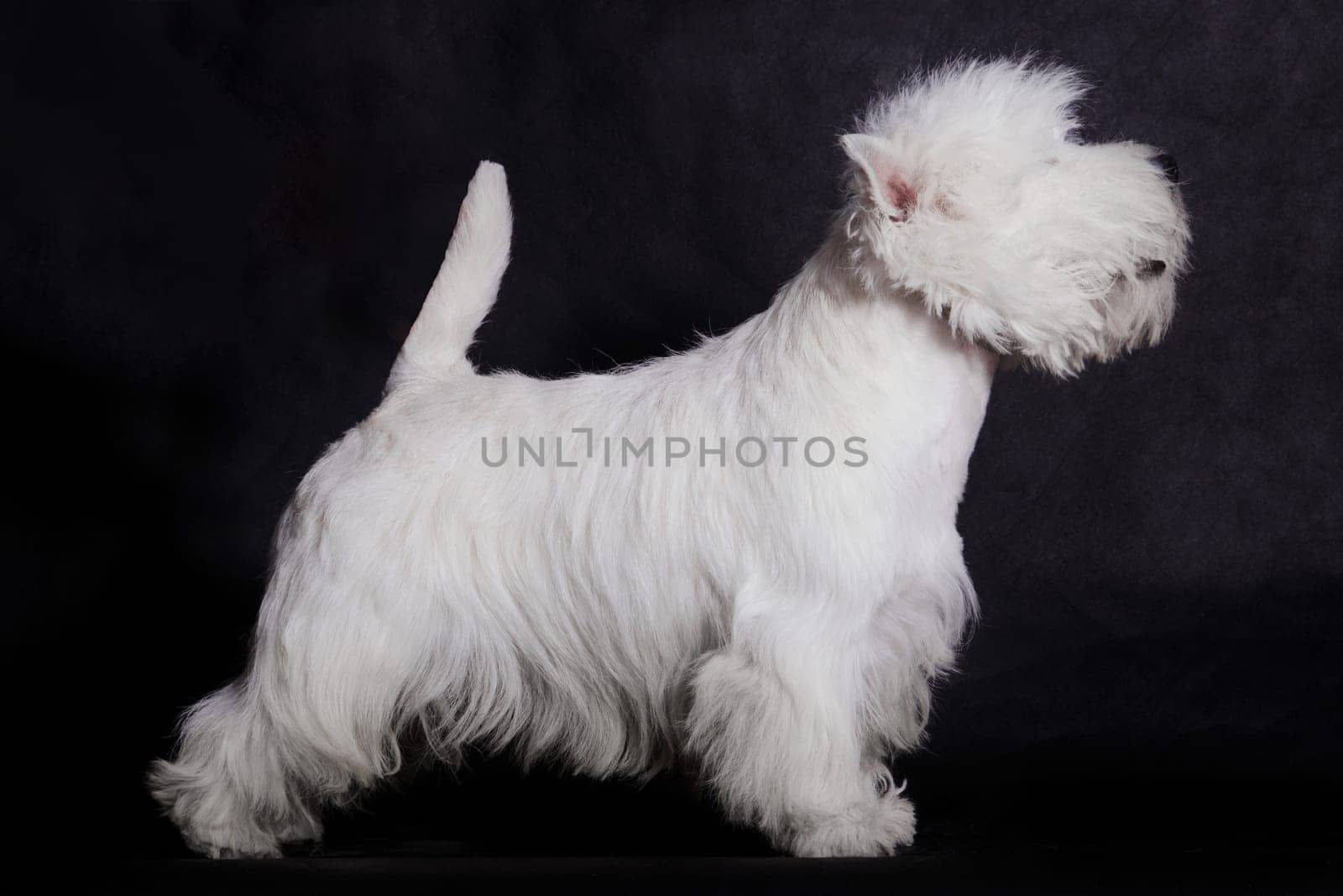 A small white dog of the West Highland White Terrier breed is standing in a stand on a black background