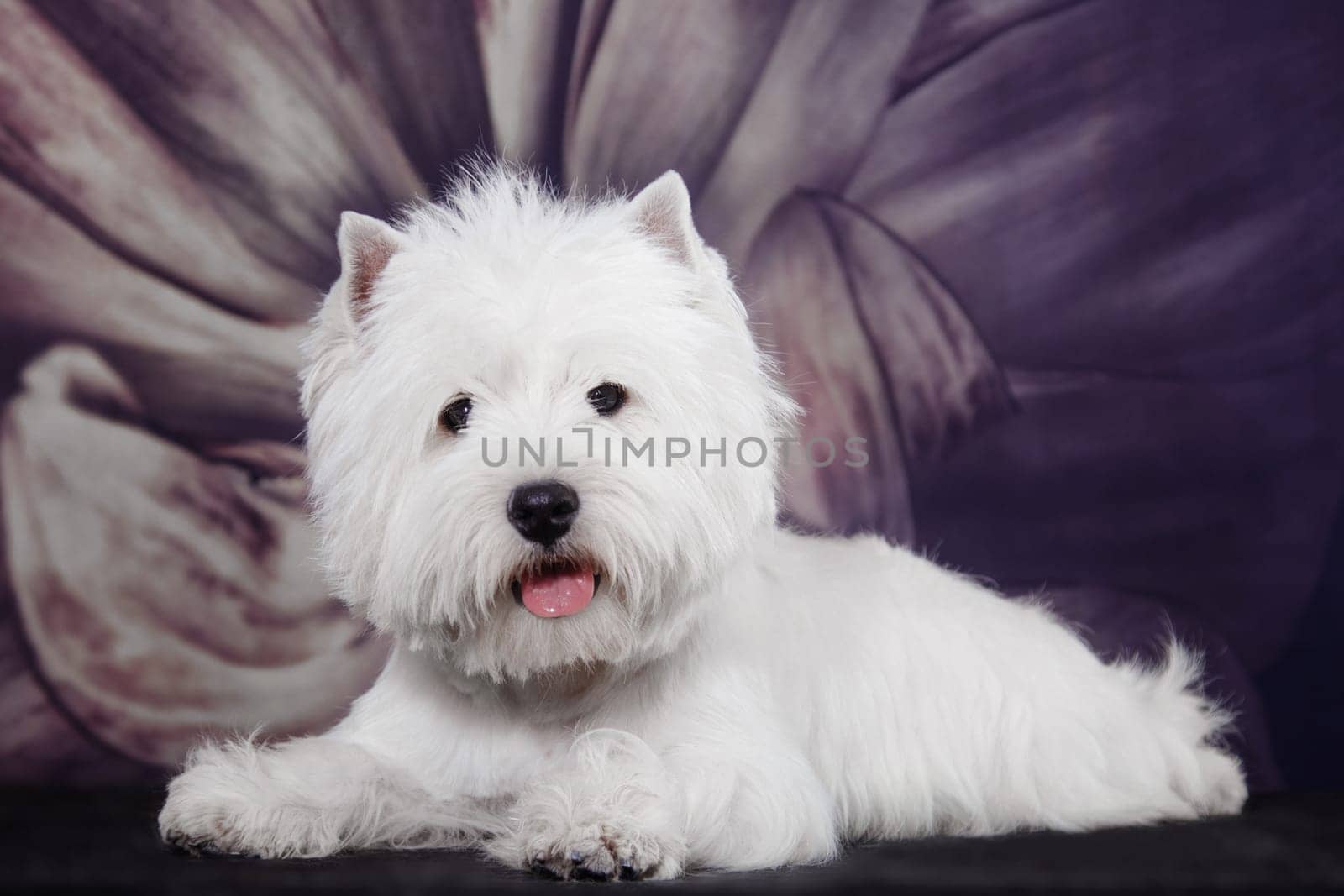 Small white dog of the West Highland White breed on the background of a large flower
