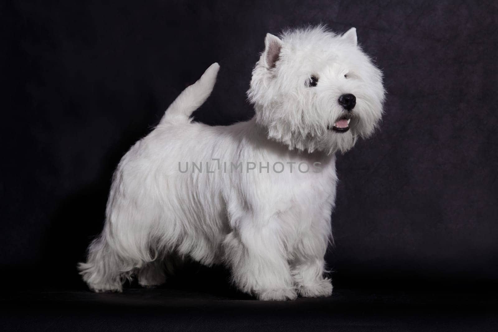 A small white dog of the West Highland White Terrier breed is standing in a stand on a black background