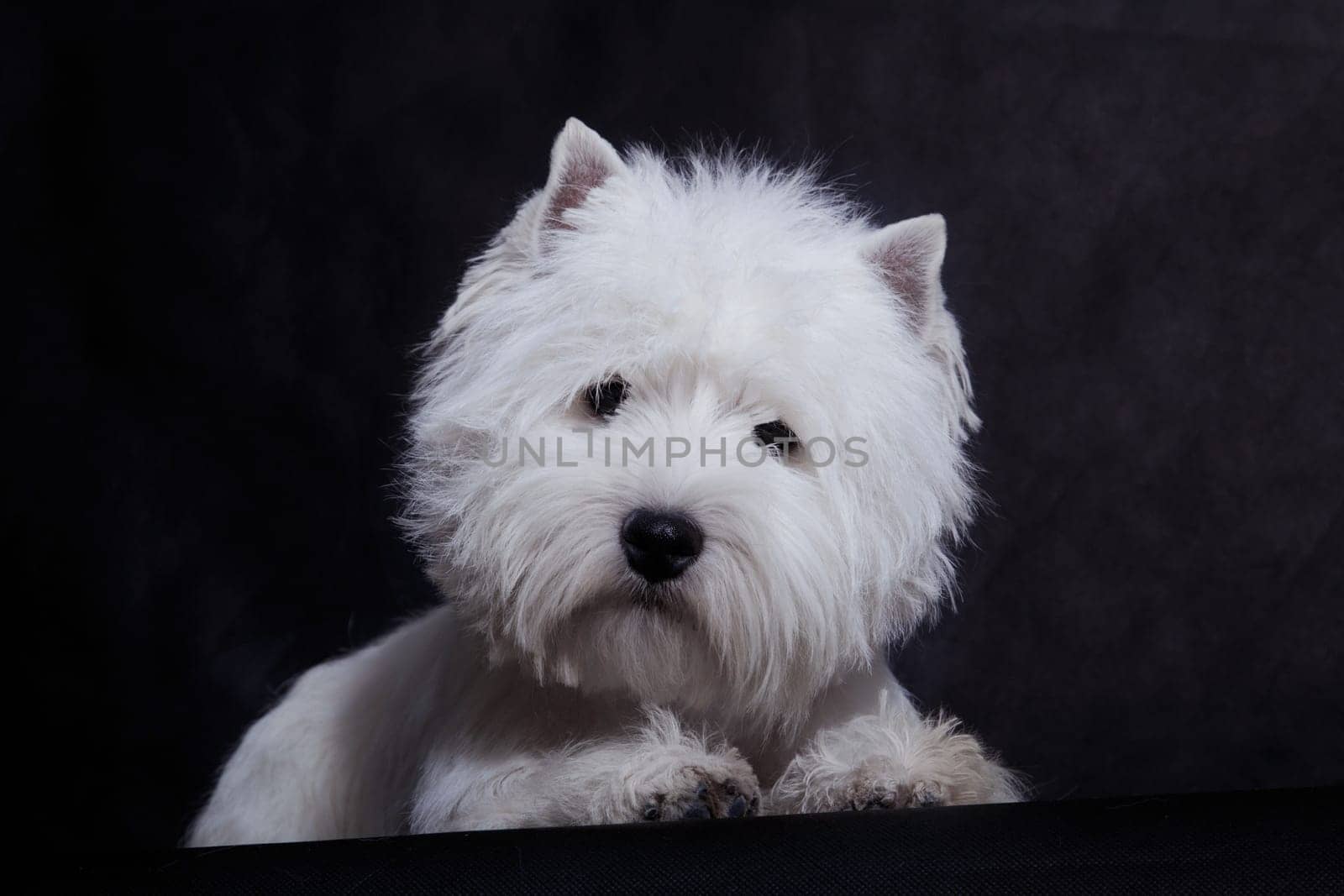A small white dog of the breed West Highland White Terrier posing on a black background