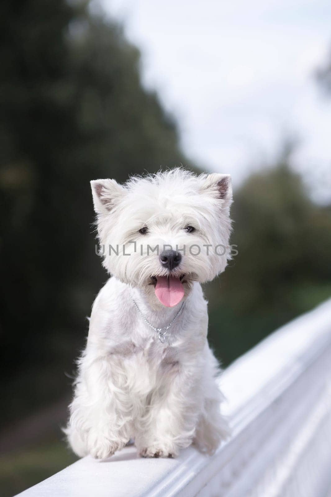 West Highland White small white dog sitting on a white stucco fence