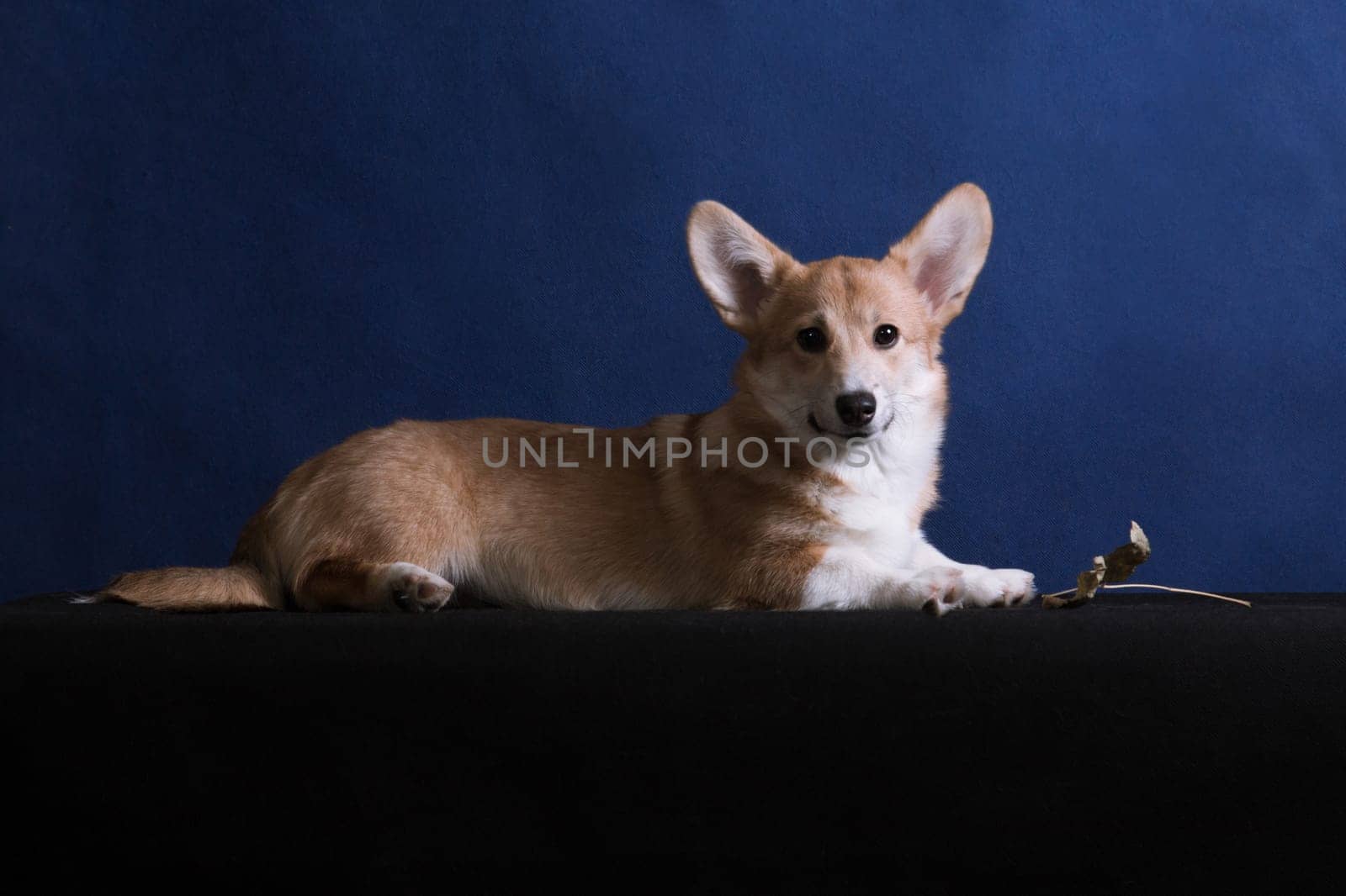 Little red puppy of Welsh Corgi Pembroke breed lies on a blue background