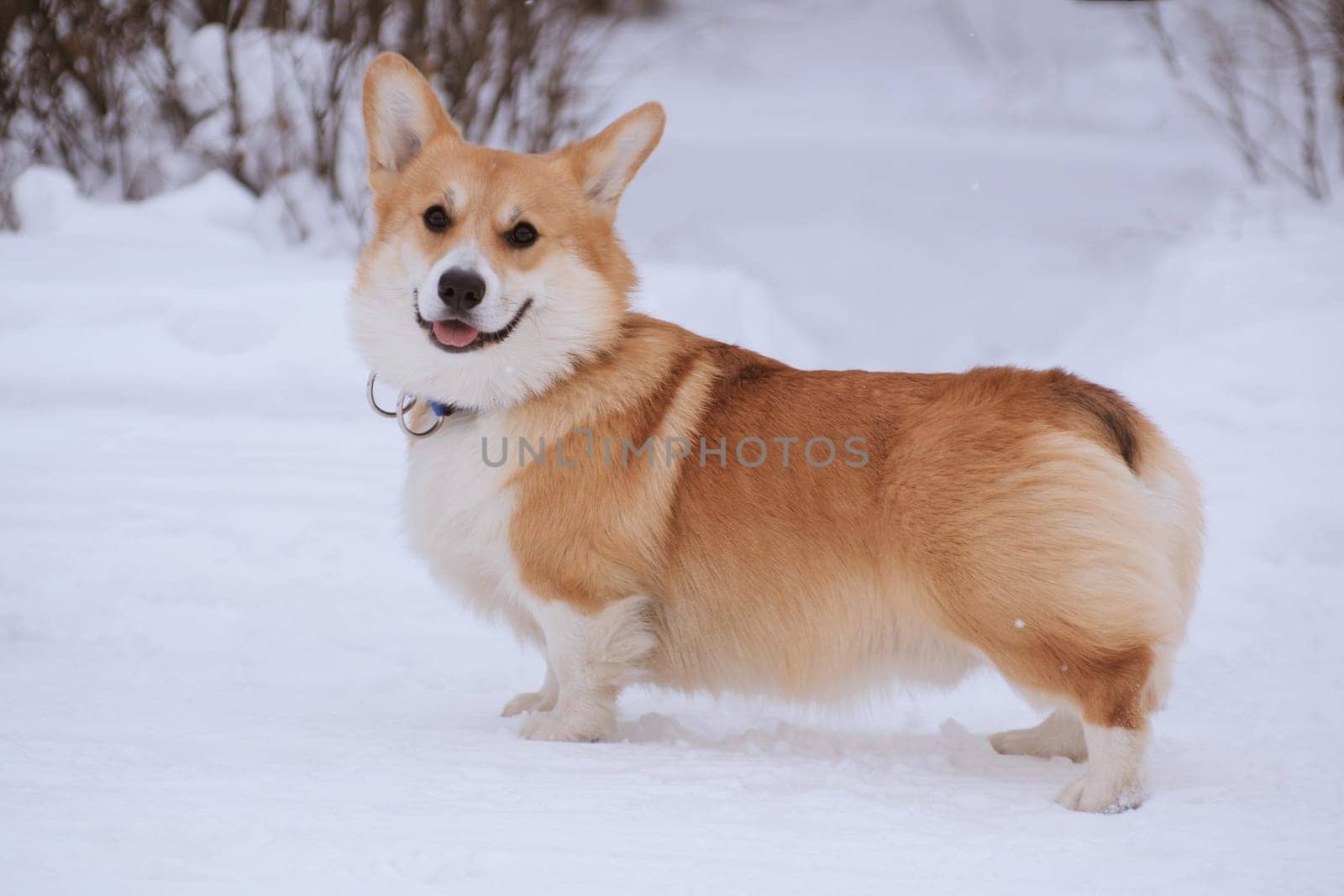 Welsh Corgi Pembroke red dog on a walk in the winter in the park